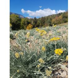 Huile essentielles d'immortelle BIO du Valais, 100% pure - 3ml - L'essencier