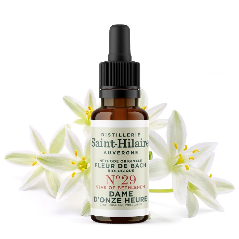 Fiori di Bach BIO "Metodo originale", N° 29, Stella di Betlemme, Star of Bethlehem (Ornithogalum umbellatum) - 20ml - Saint-Hila