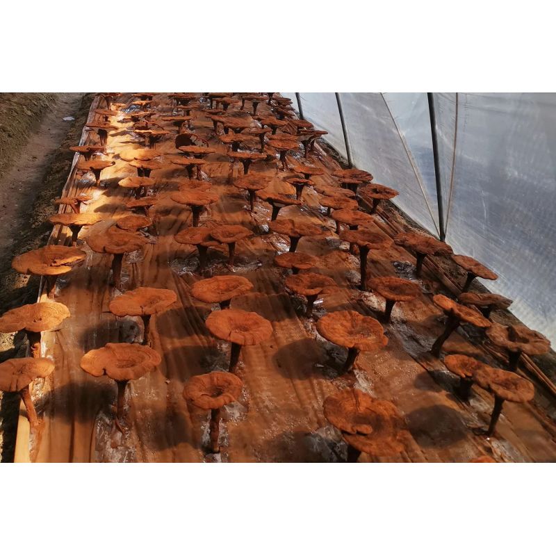 Reishi BIO, extrait liquide concentré de champignon vital - 100ml - NaturKraftWerke