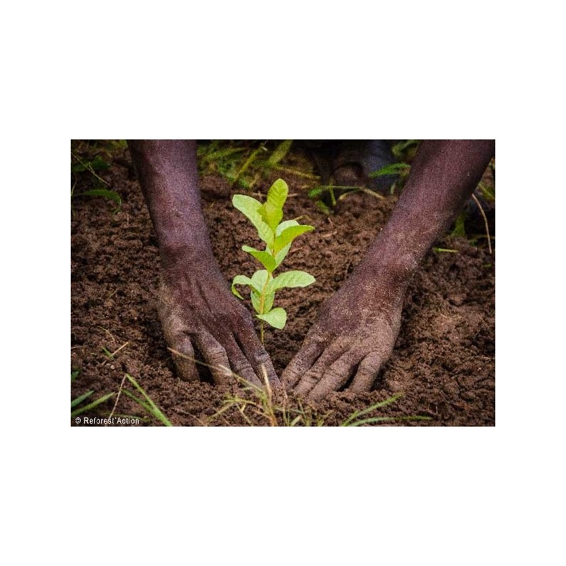 1 tree planted with Reforest'Action